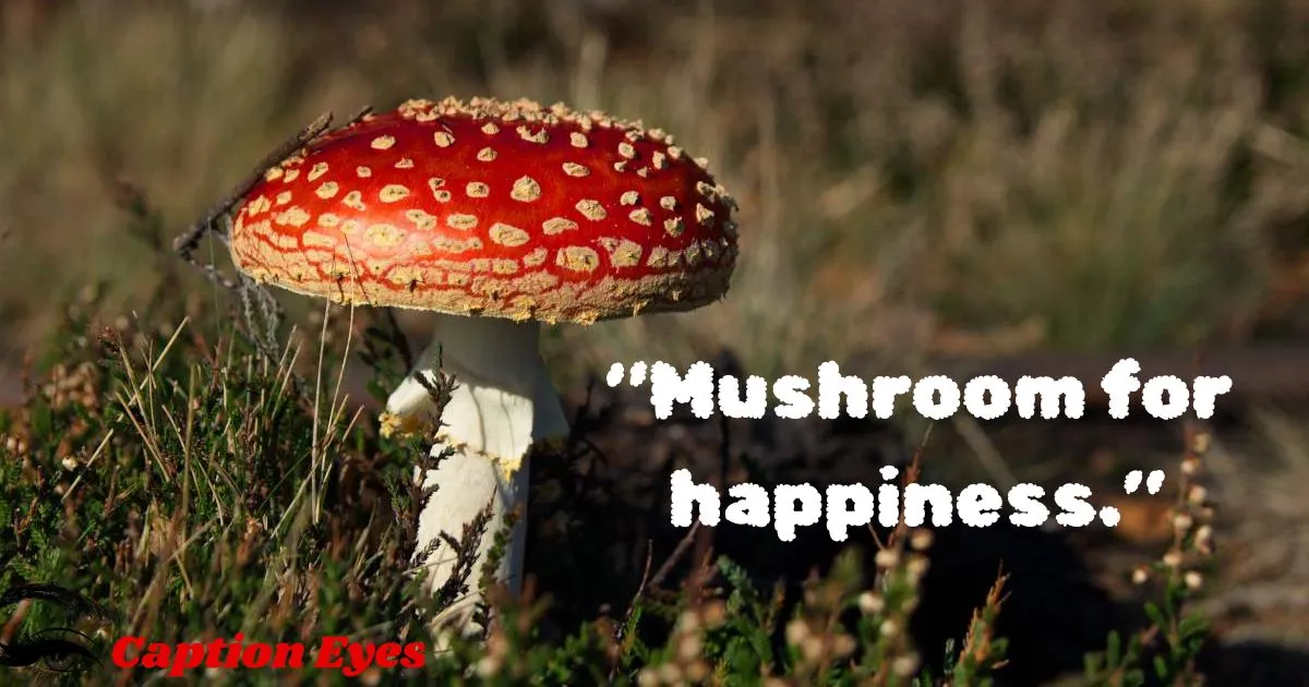 Mushroom Captions Quotes